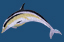 dolphin